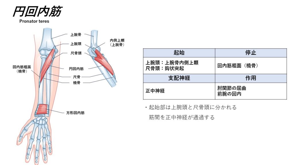 前腕の屈筋 ~起始停止~ – からだnavi(解剖・生理学の学び舎)