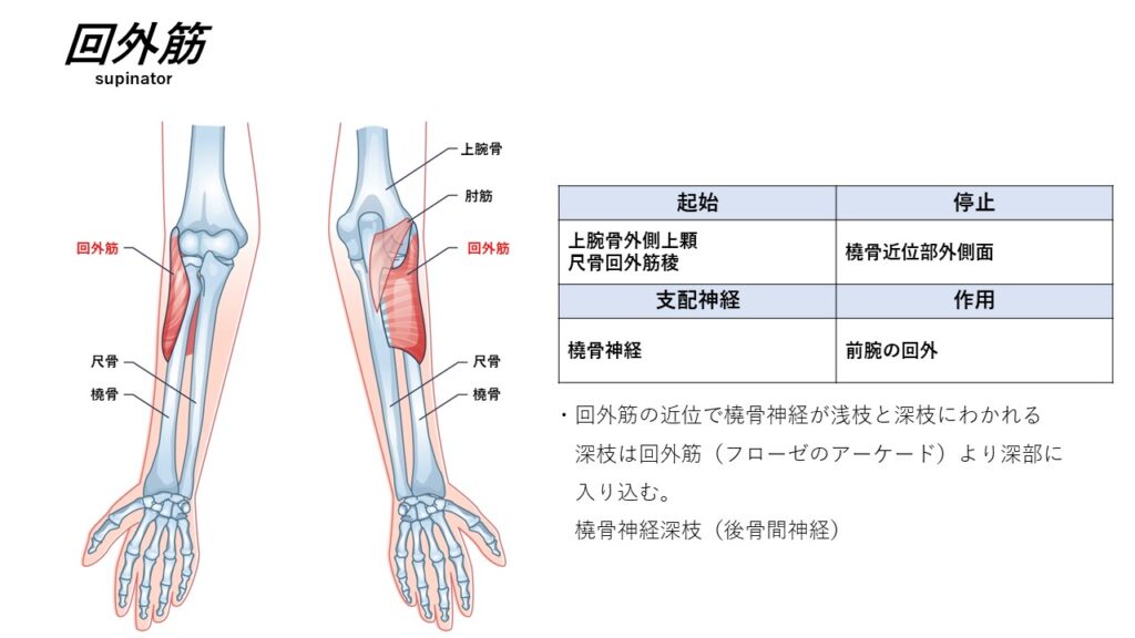 前腕の伸筋 ~起始停止~ – からだnavi(解剖・生理学の学び舎)
