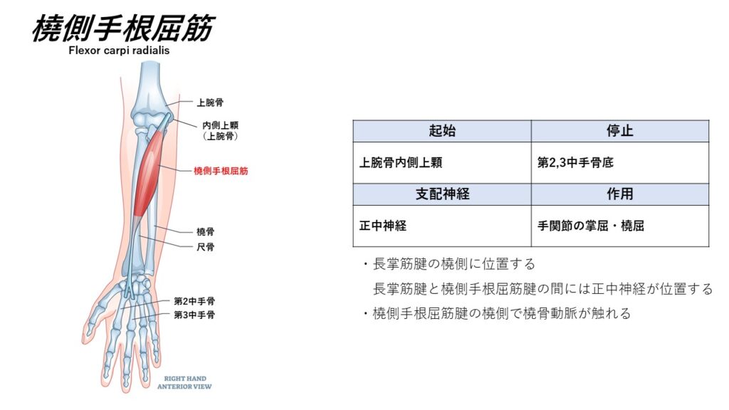 前腕の屈筋 ~起始停止~ – からだnavi(解剖・生理学の学び舎)