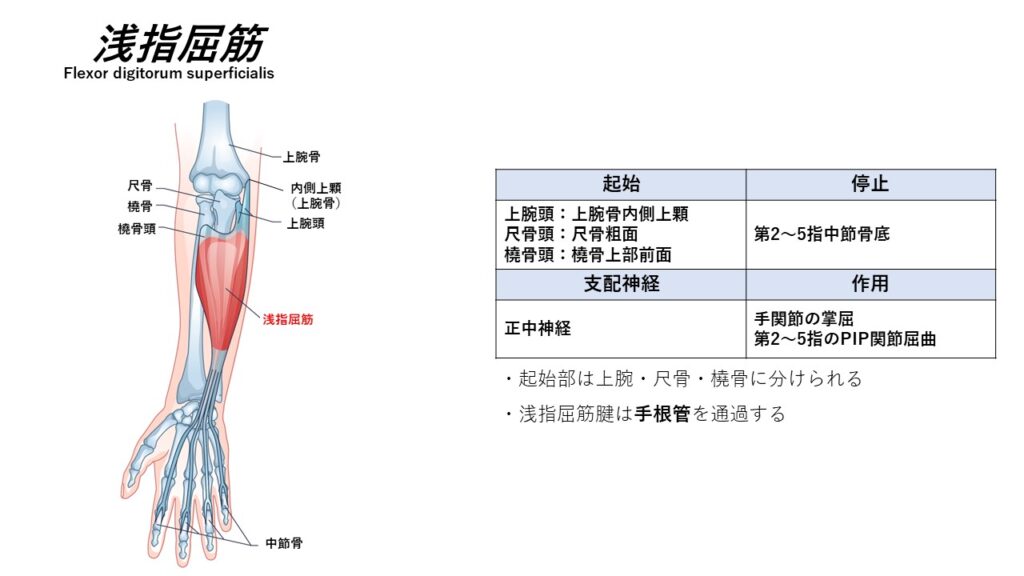 前腕の屈筋 ~起始停止~ – からだnavi(解剖・生理学の学び舎)