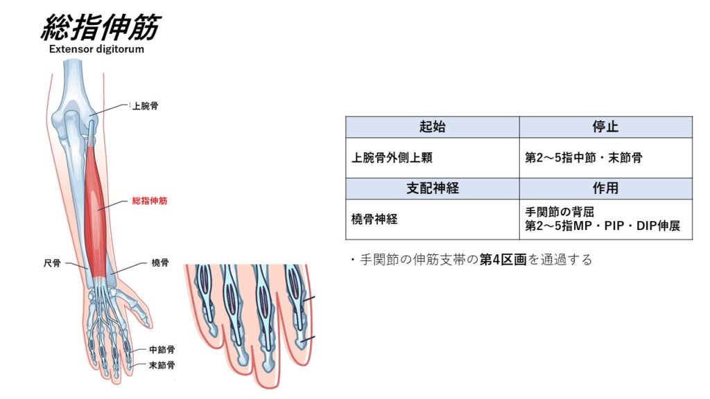 前腕の伸筋 ~起始停止~ – からだnavi(解剖・生理学の学び舎)