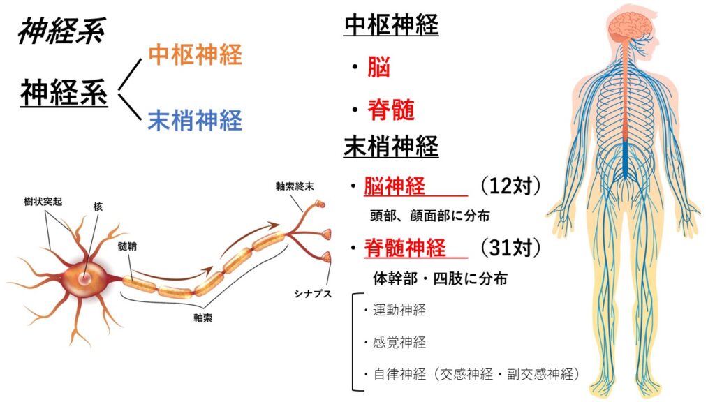 神経系①(神経の構造) - からだnavi(解剖・生理学の学び舎)