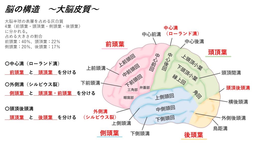 神経系③(大脳の構造と機能) – からだnavi(解剖・生理学の学び舎)