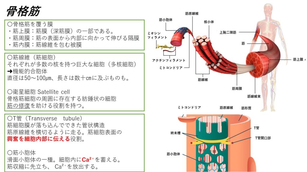 骨格筋の構造について, 骨格筋 図解 – HOZHDX