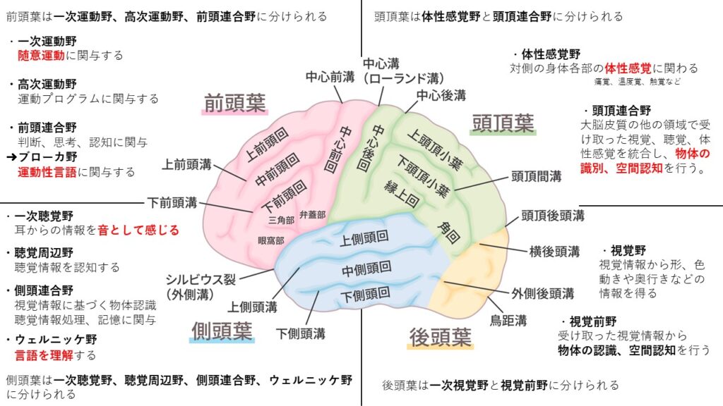 神経系③(大脳の構造と機能) - からだnavi(解剖・生理学の学び舎)