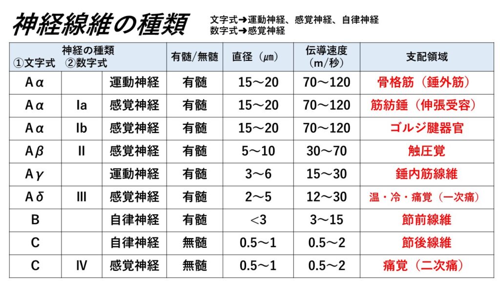 神経系①(神経の構造) - からだnavi(解剖・生理学の学び舎)