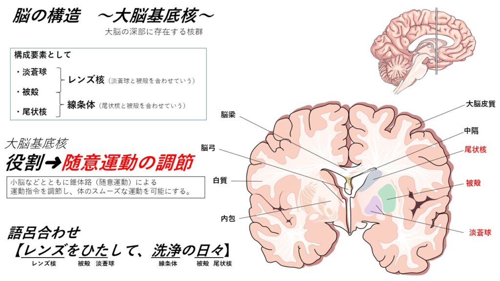 神経系③(大脳の構造と機能) - からだnavi(解剖・生理学の学び舎)