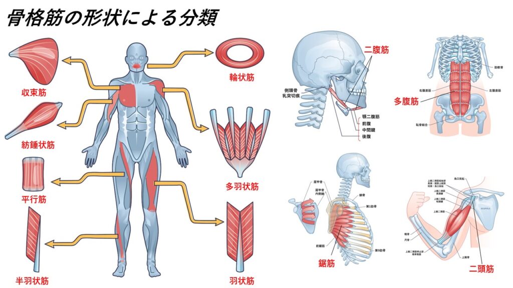 骨格筋の構造 – からだnavi(解剖・生理学の学び舎)