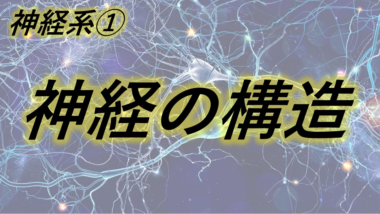 神経系①(神経の構造) - からだnavi(解剖・生理学の学び舎)