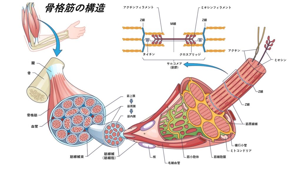 骨格筋の構造 - からだnavi（解剖・生理学の学び舎）