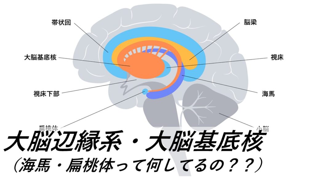 大脳辺縁系と大脳基底核 – からだnavi(解剖・生理学の学び舎)