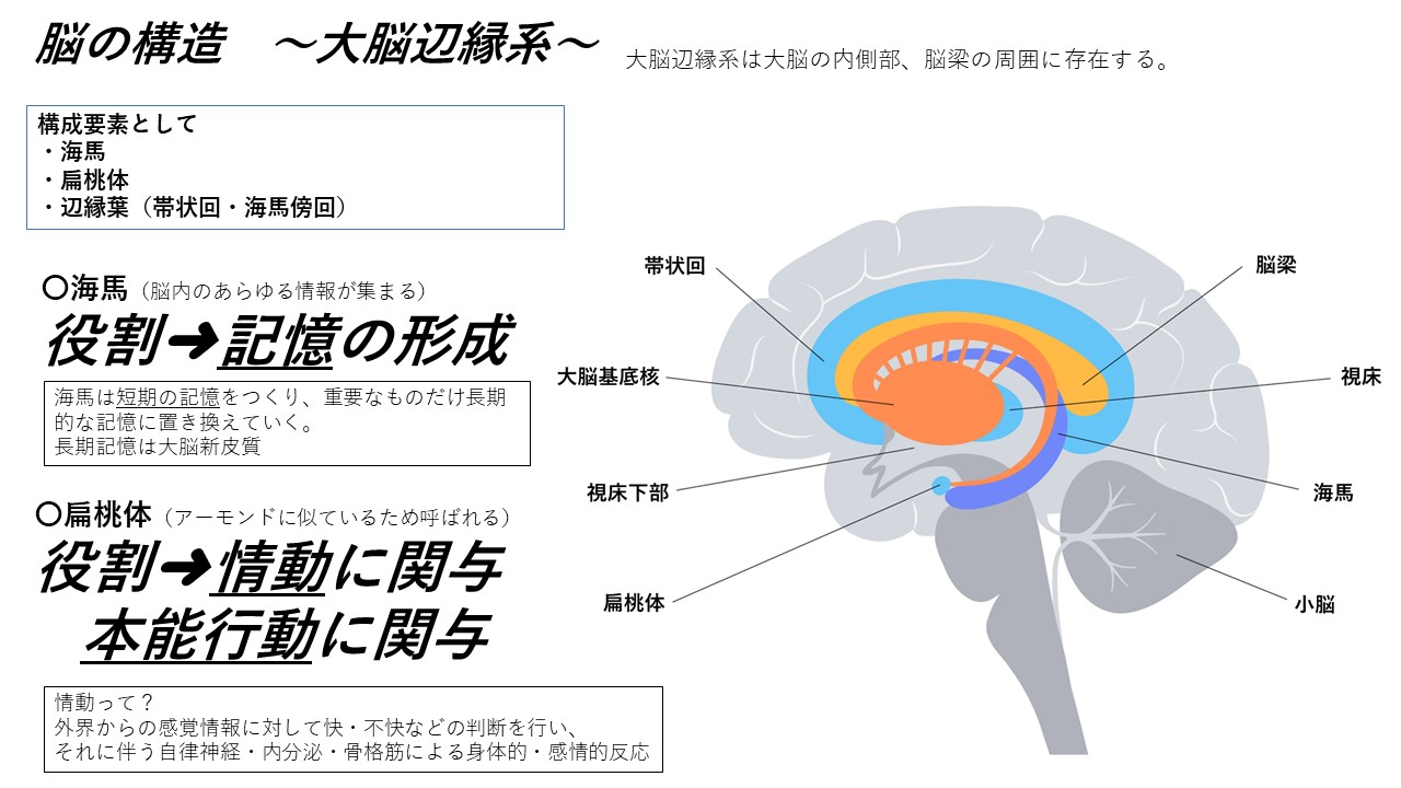 大脳辺縁系と大脳基底核 – からだnavi(解剖・生理学の学び舎)